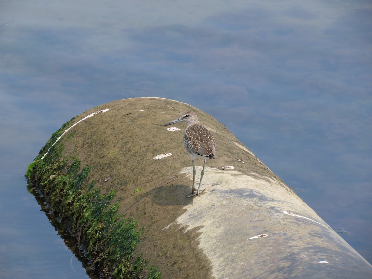 Willet - ML640011704