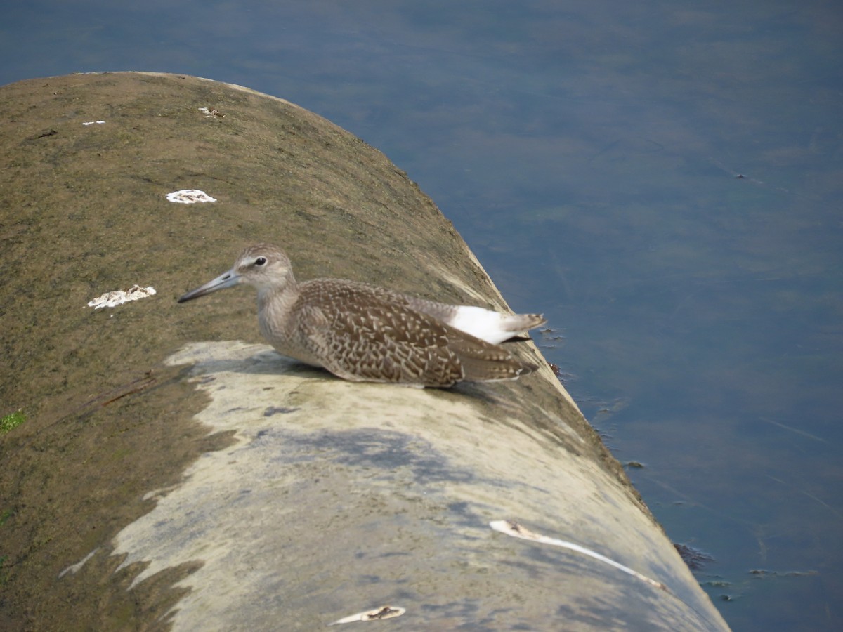 Willet - ML640011717