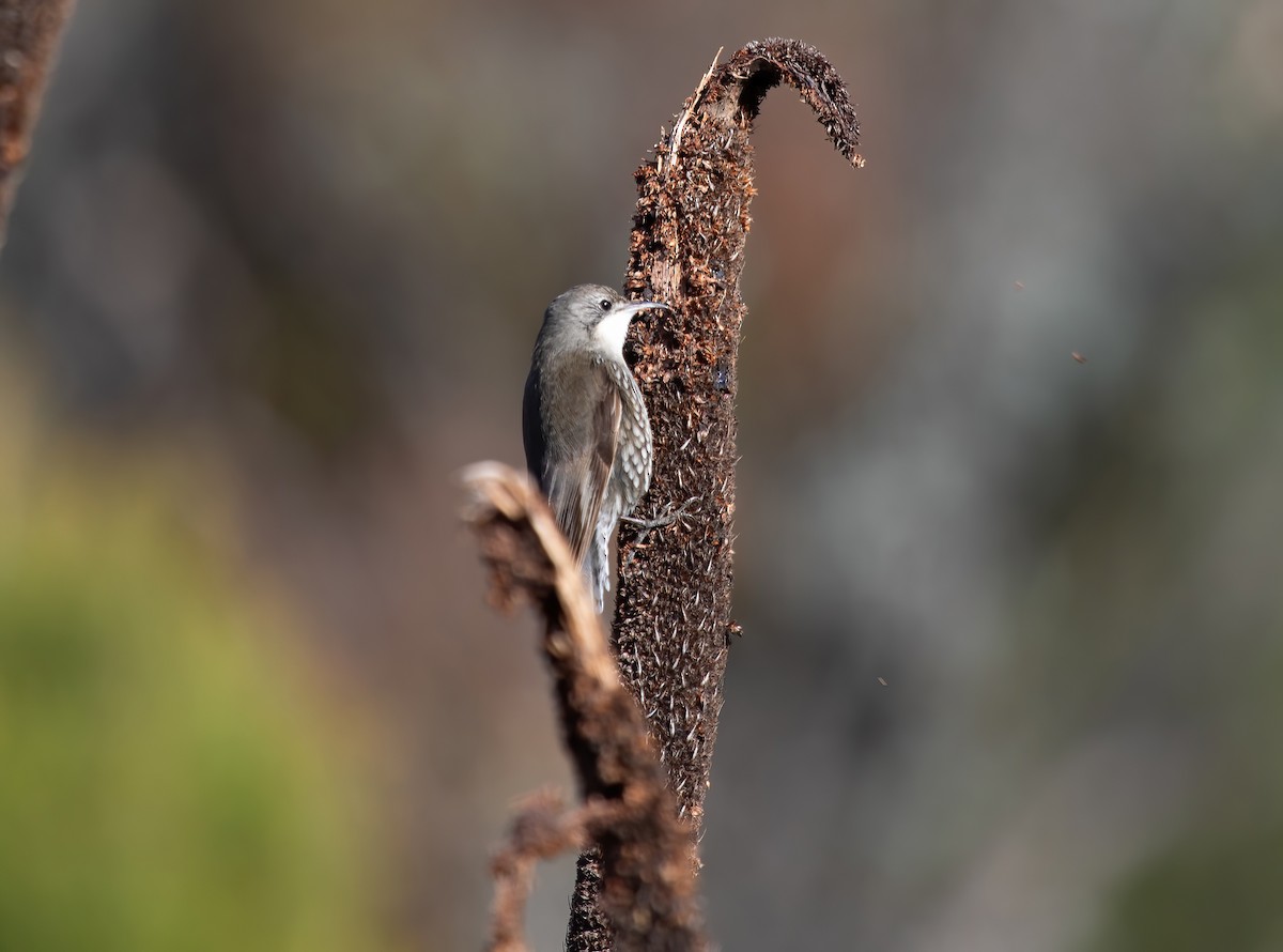 White-throated Treecreeper - ML640011788