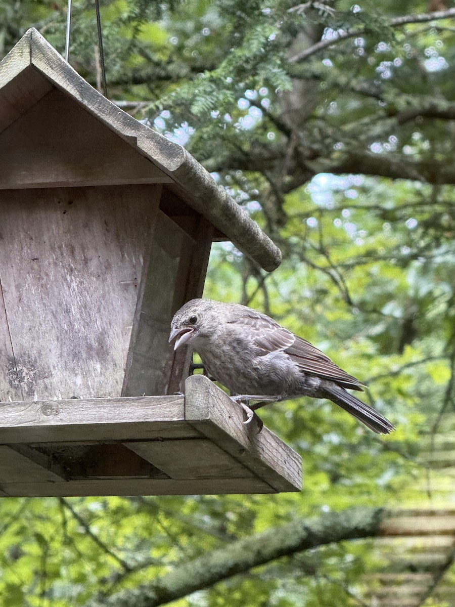 Boz Başlı İnekkuşu - ML640011846