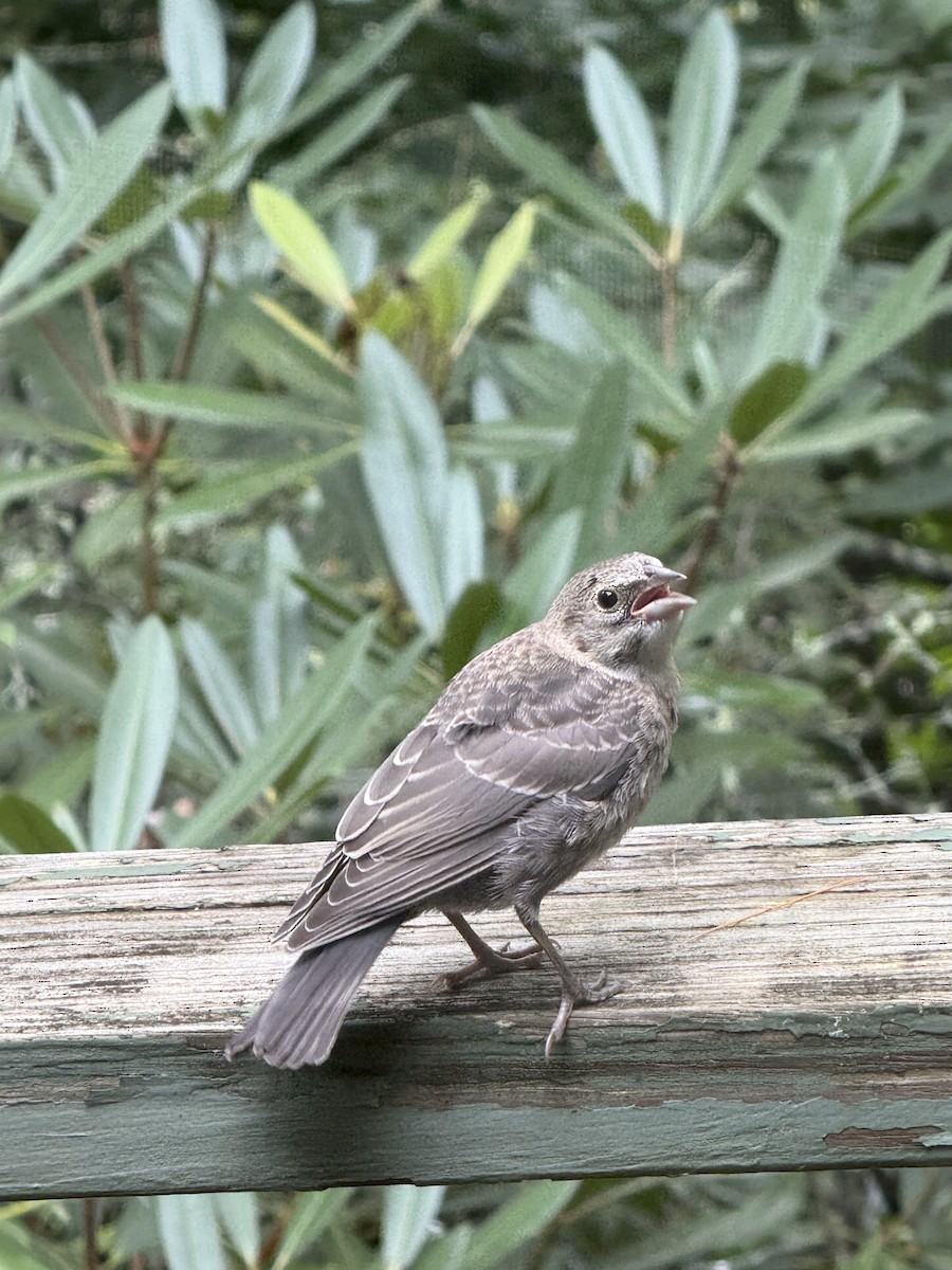 Boz Başlı İnekkuşu - ML640011847