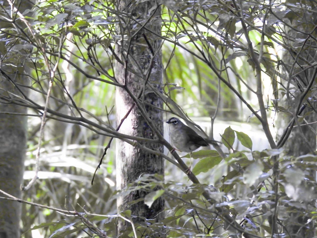 White-browed Warbler - ML640011899