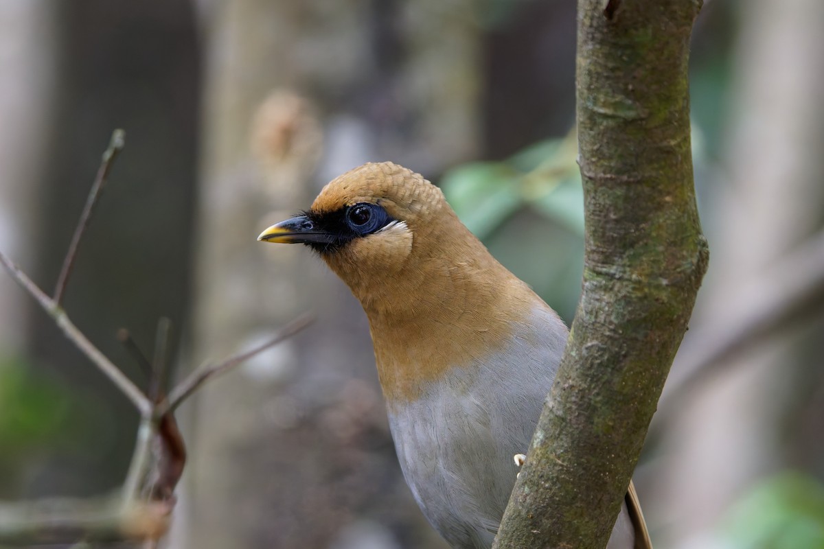 Buffy Laughingthrush - ML640011963