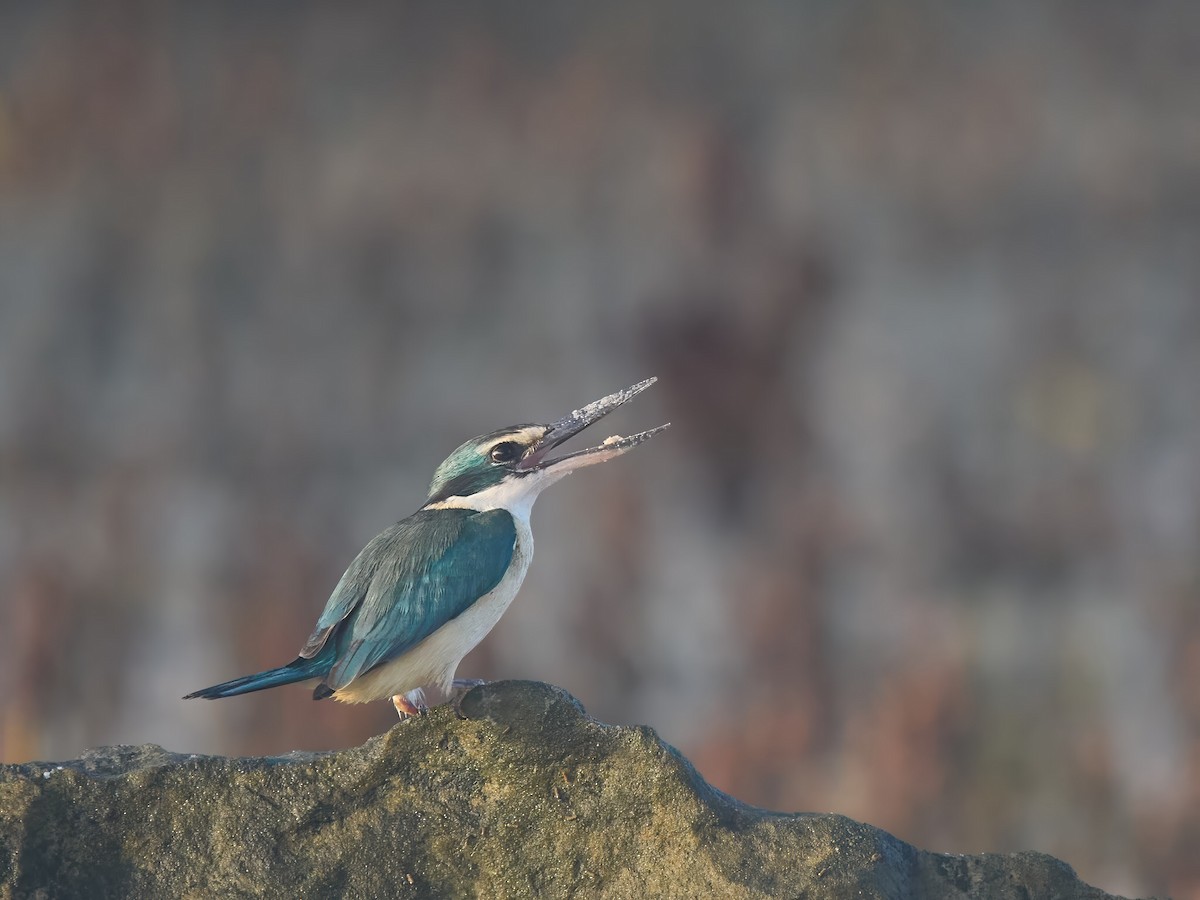 Sacred Kingfisher - ML640012020