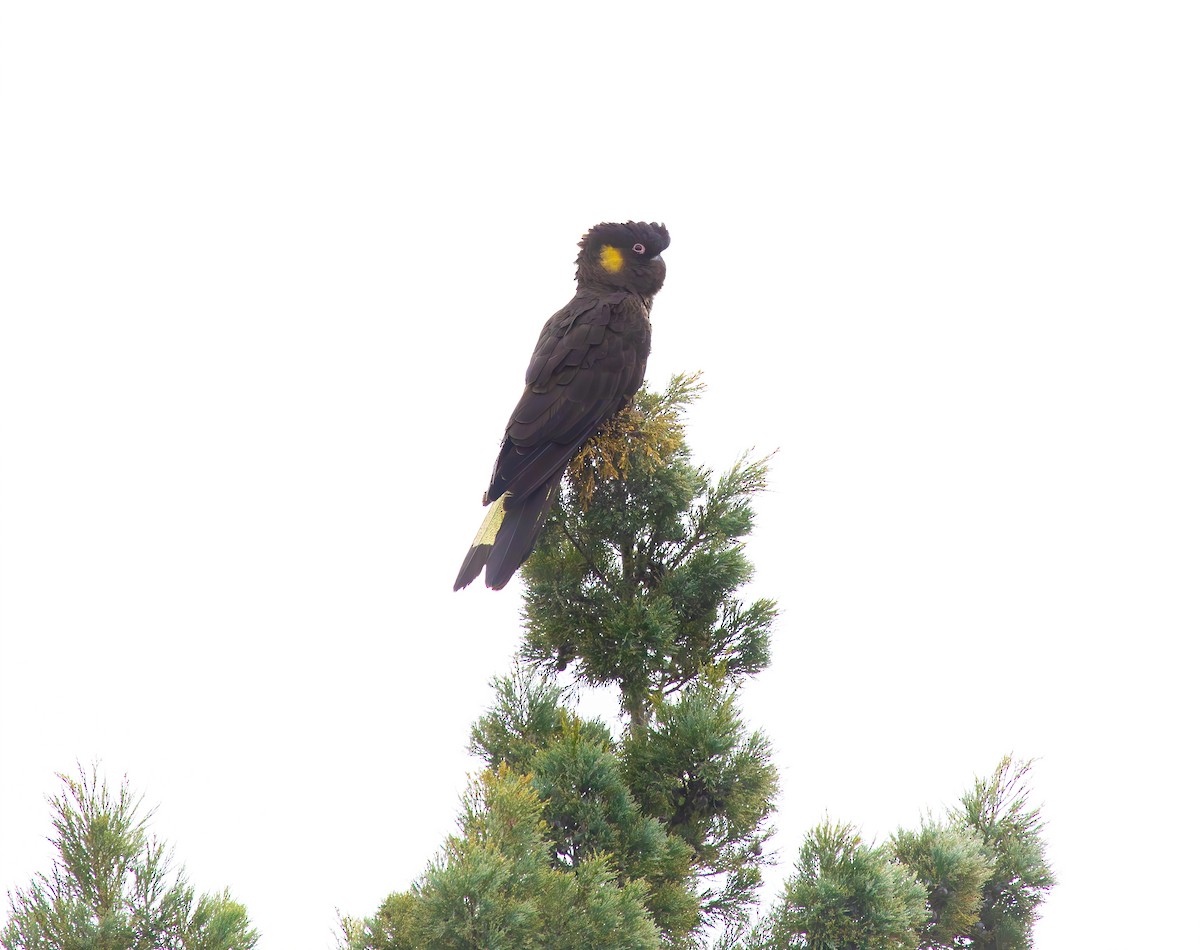 Yellow-tailed Black-Cockatoo - ML640012023