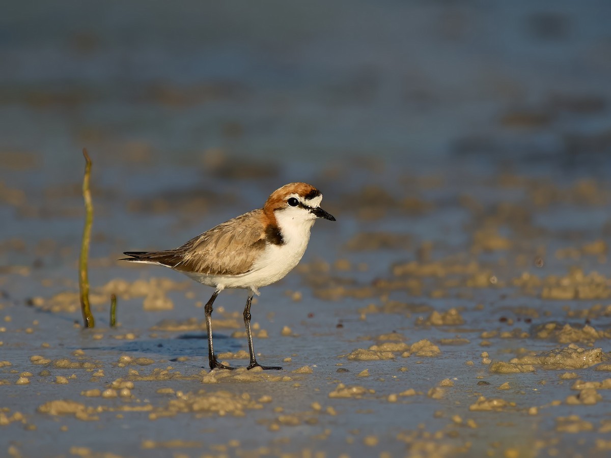 Red-capped Plover - ML640012055