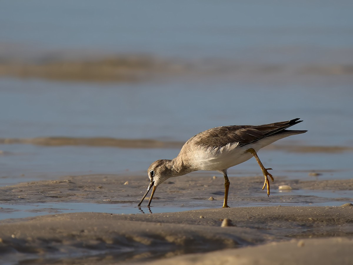 Kuliska siberiarra - ML640012066