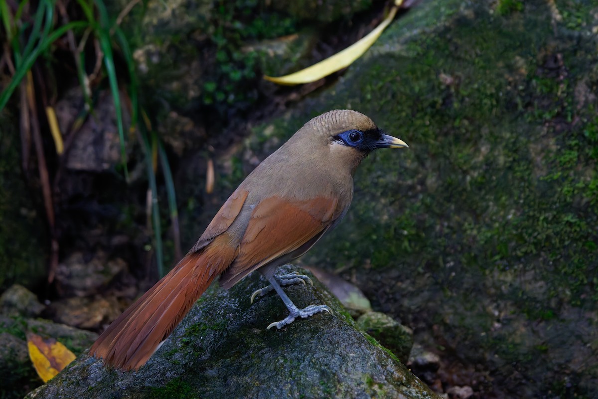 Buffy Laughingthrush - ML640012080