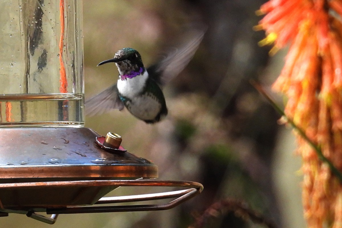 Colibri de Mulsant - ML640012146