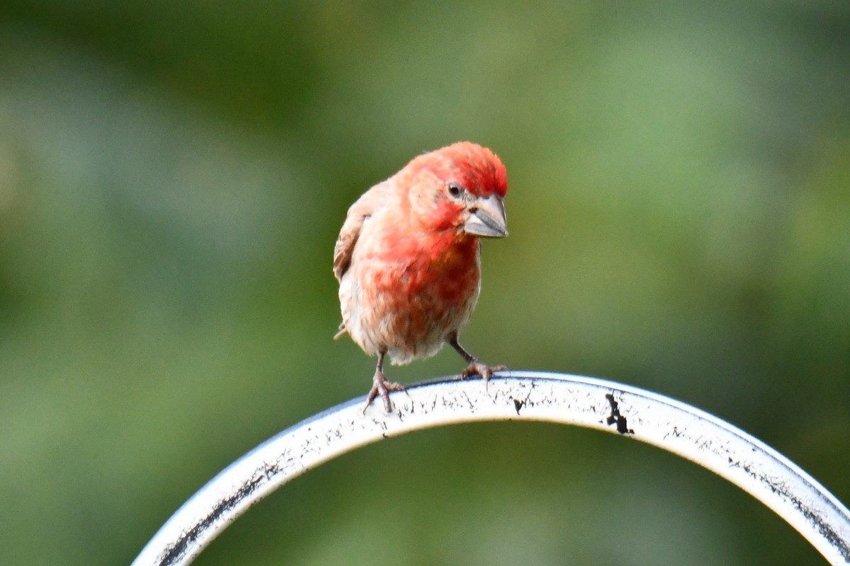 House Finch - ML640012166