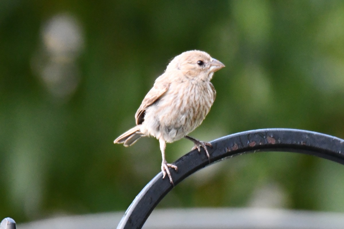 House Finch - ML640012167