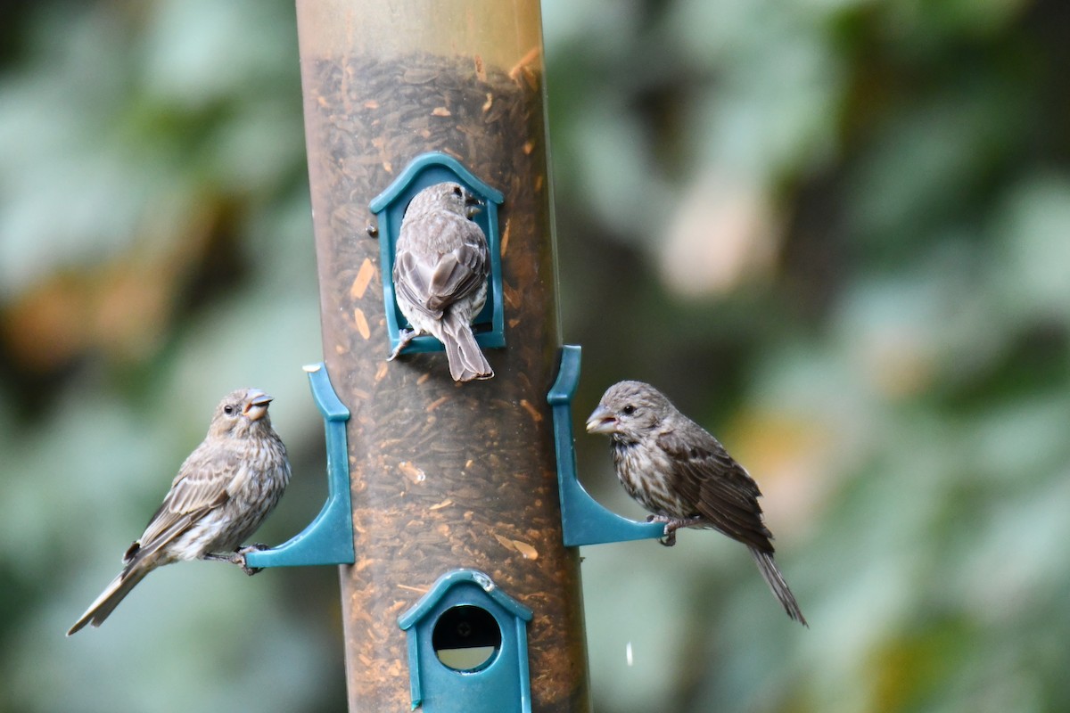 House Finch - ML640012168