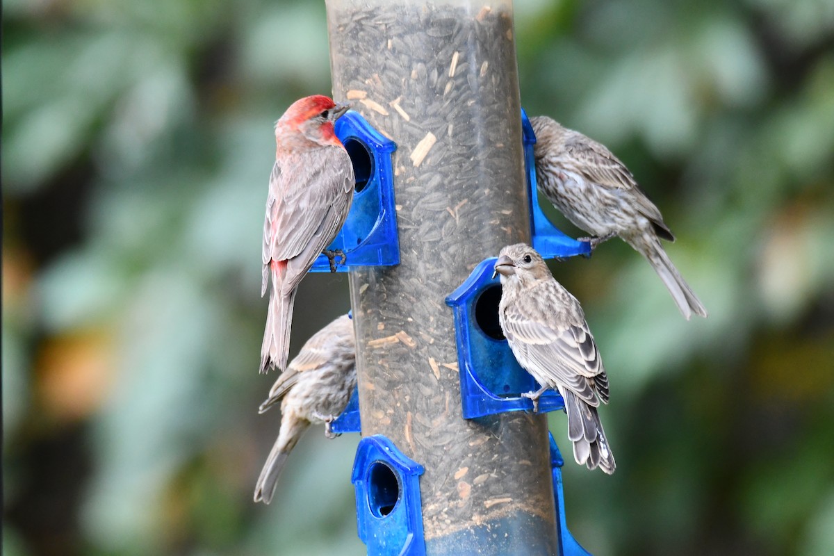 House Finch - ML640012169