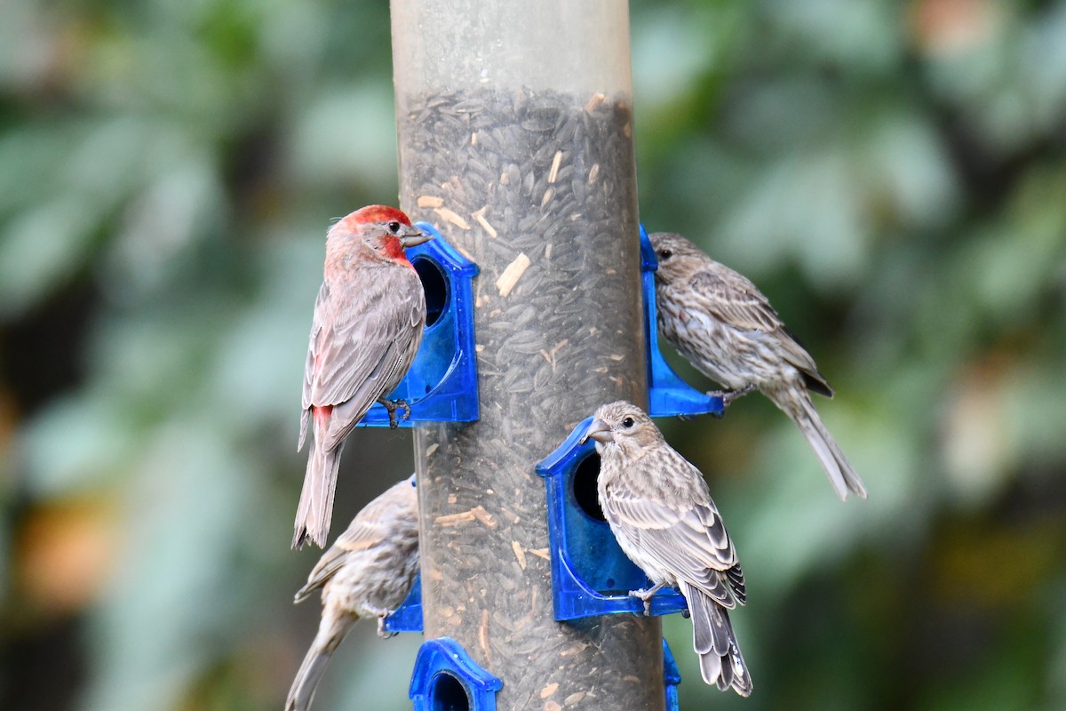 House Finch - ML640012170