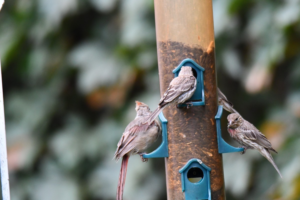 House Finch - ML640012171