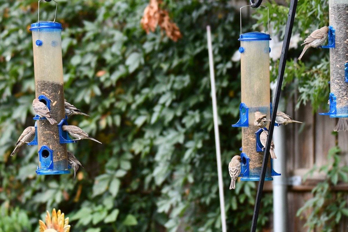 House Finch - ML640012172