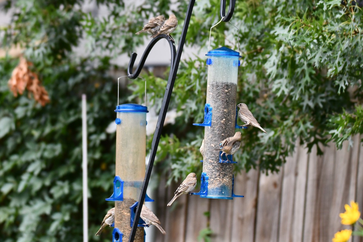 House Finch - ML640012173