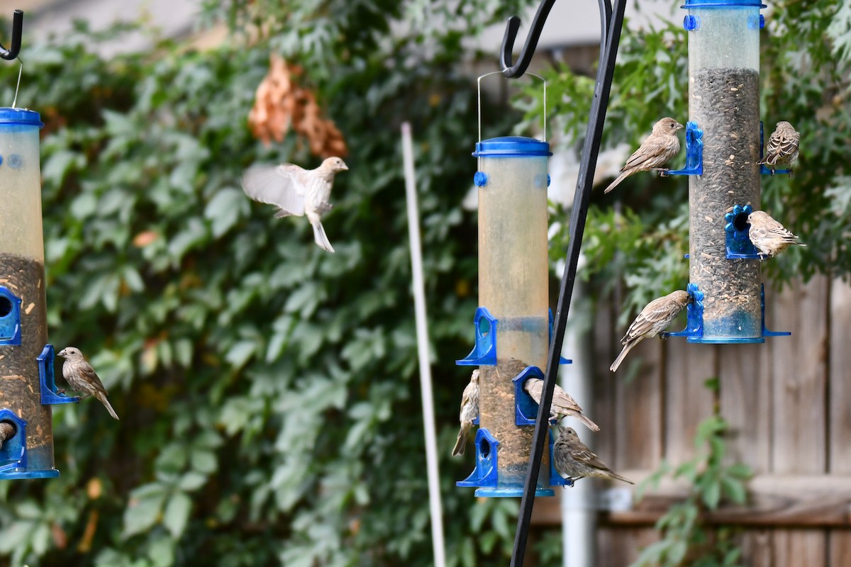 House Finch - ML640012174