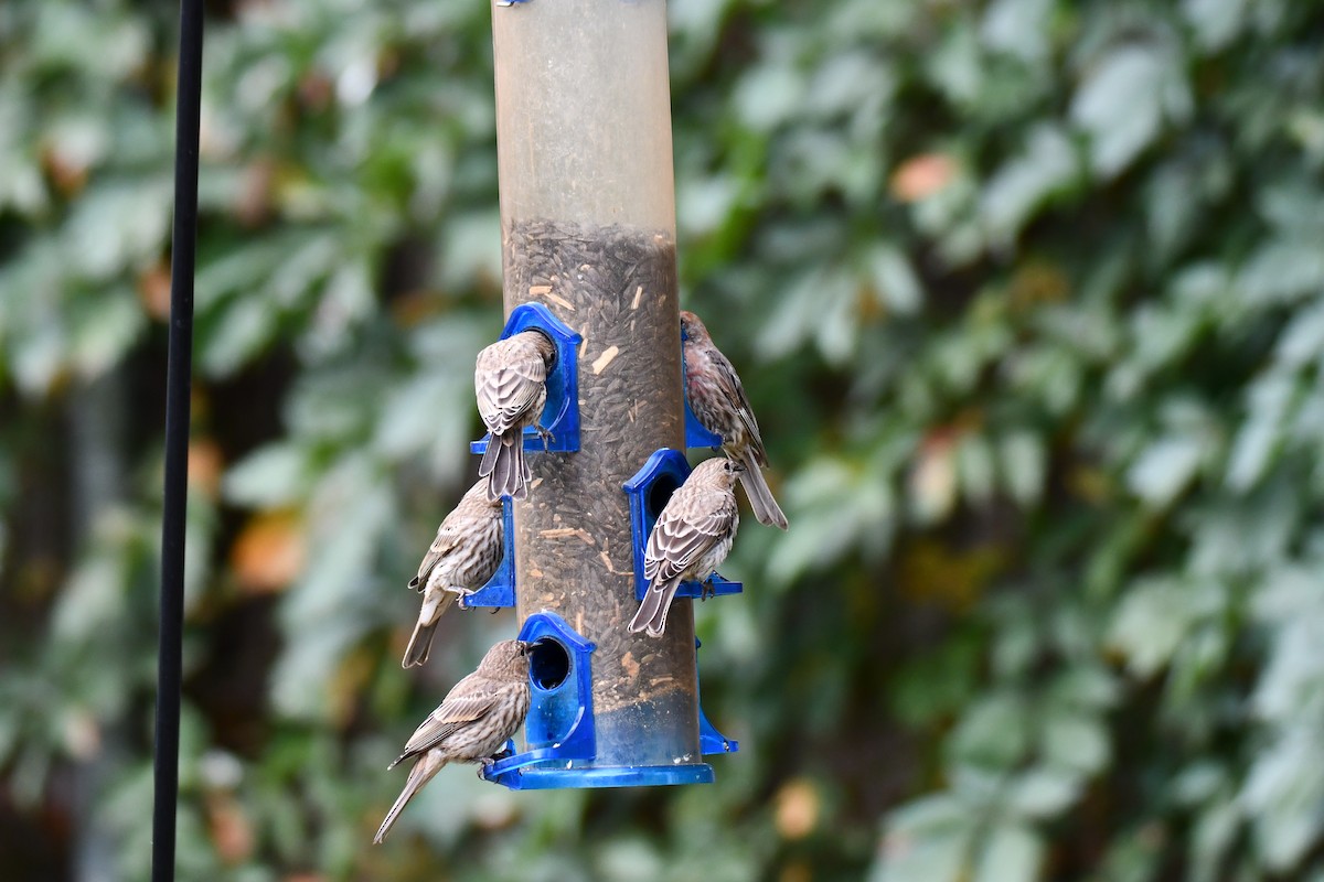 House Finch - ML640012176