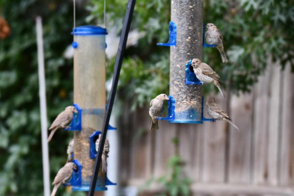 House Finch - ML640012177