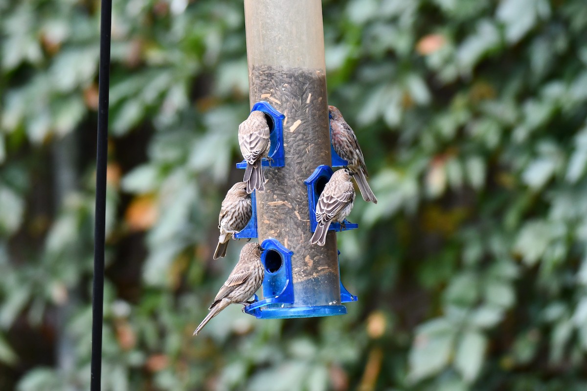 House Finch - ML640012178