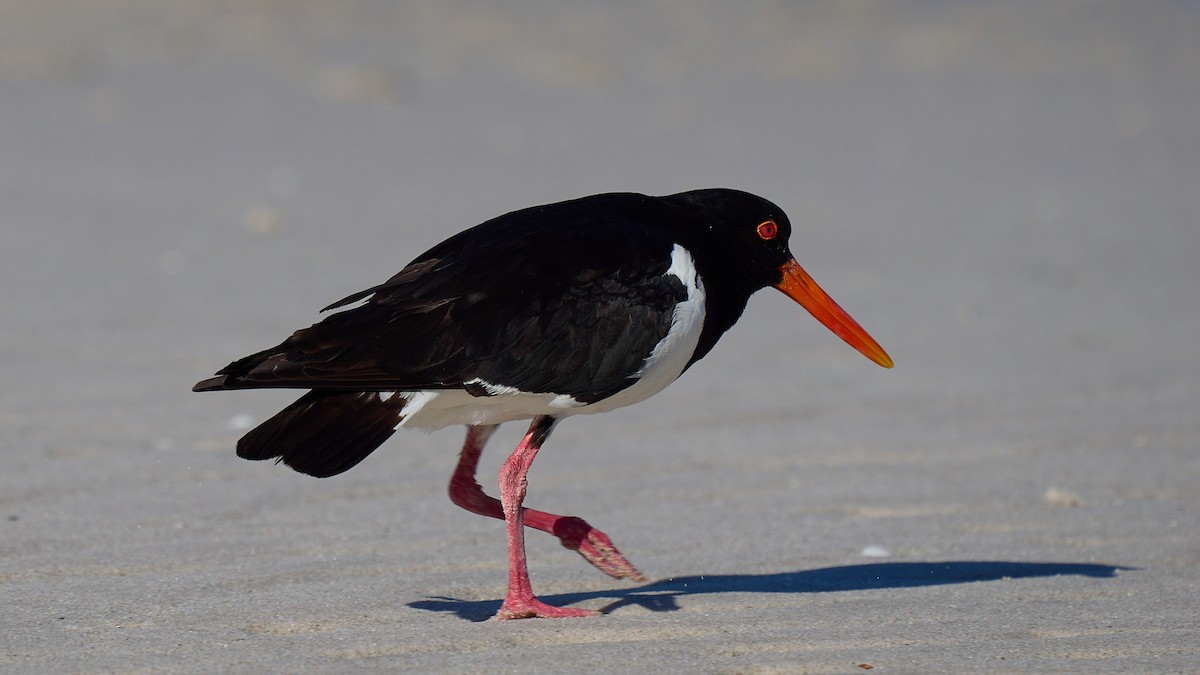 Pied Oystercatcher - ML640012246