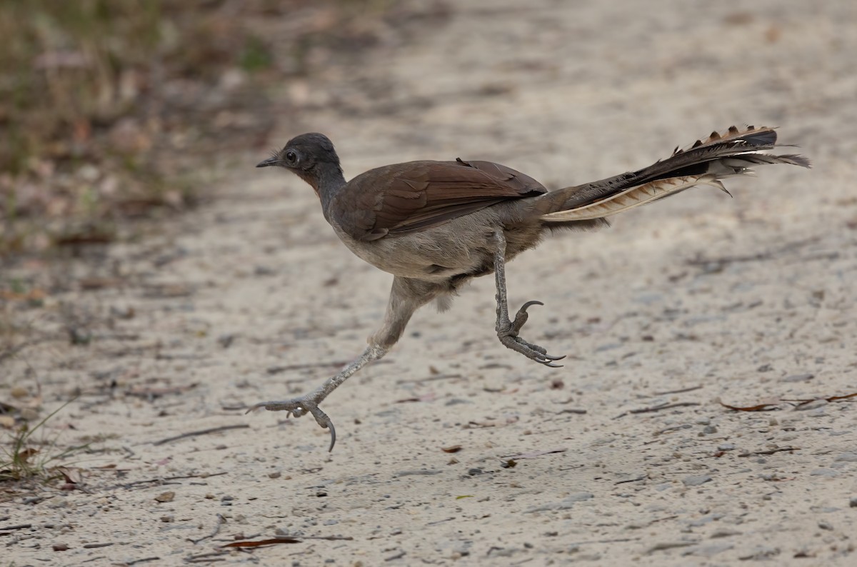 Superb Lyrebird - ML640012277
