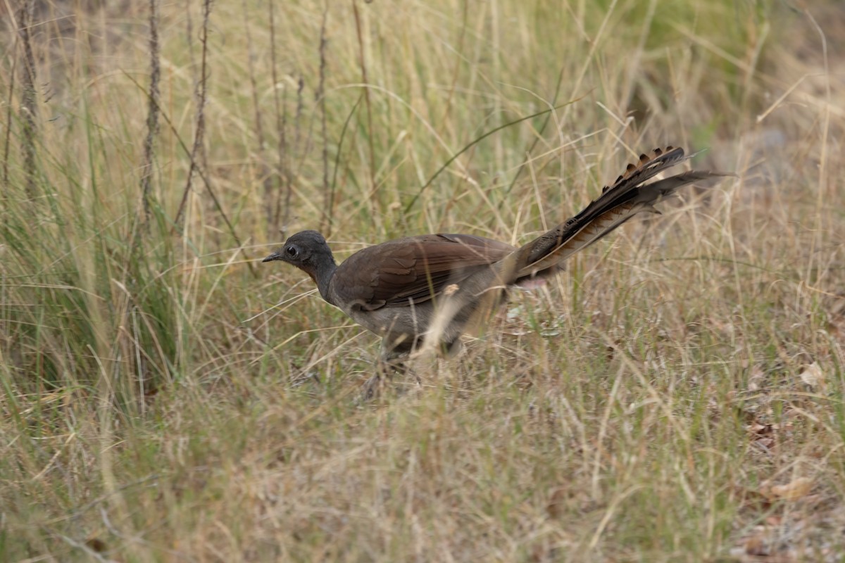 Superb Lyrebird - ML640012278