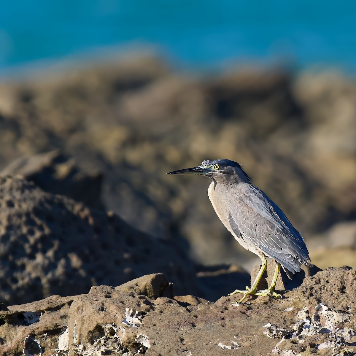 Striated Heron - ML640012290