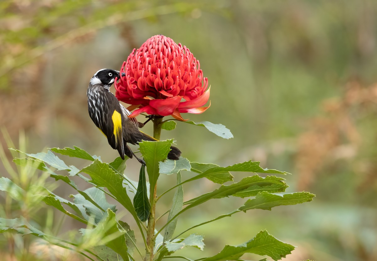 New Holland Honeyeater - ML640012304
