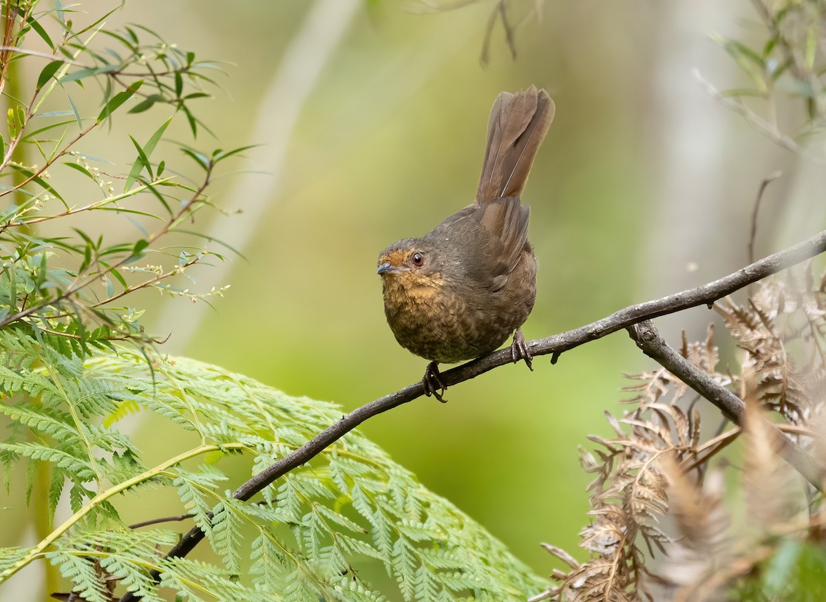 Pilotbird - ML640012330