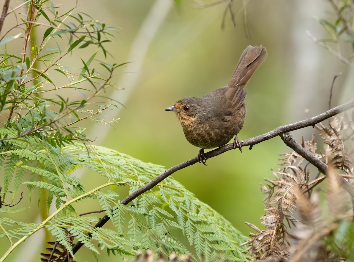 Pilotbird - ML640012332
