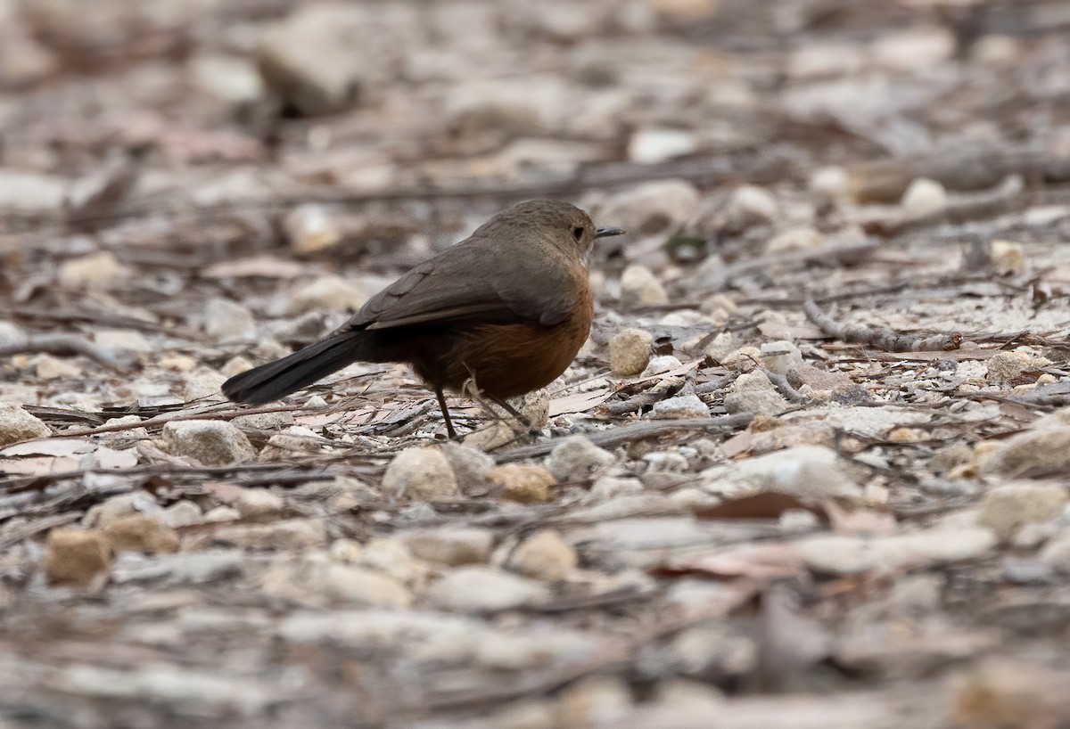 Rockwarbler - ML640012335