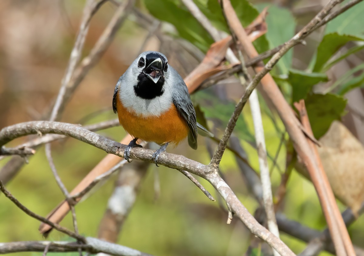 Black-faced Monarch - ML640012349