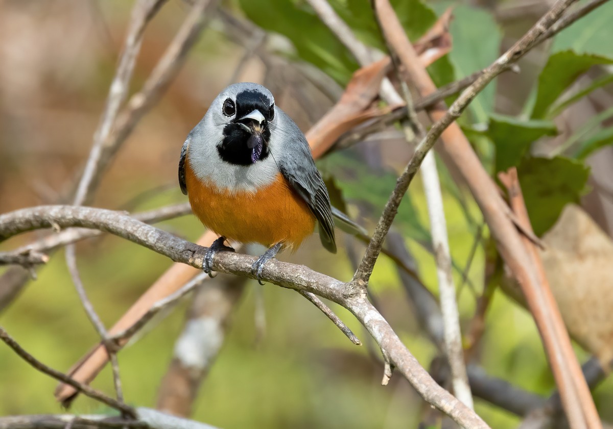 Black-faced Monarch - ML640012350