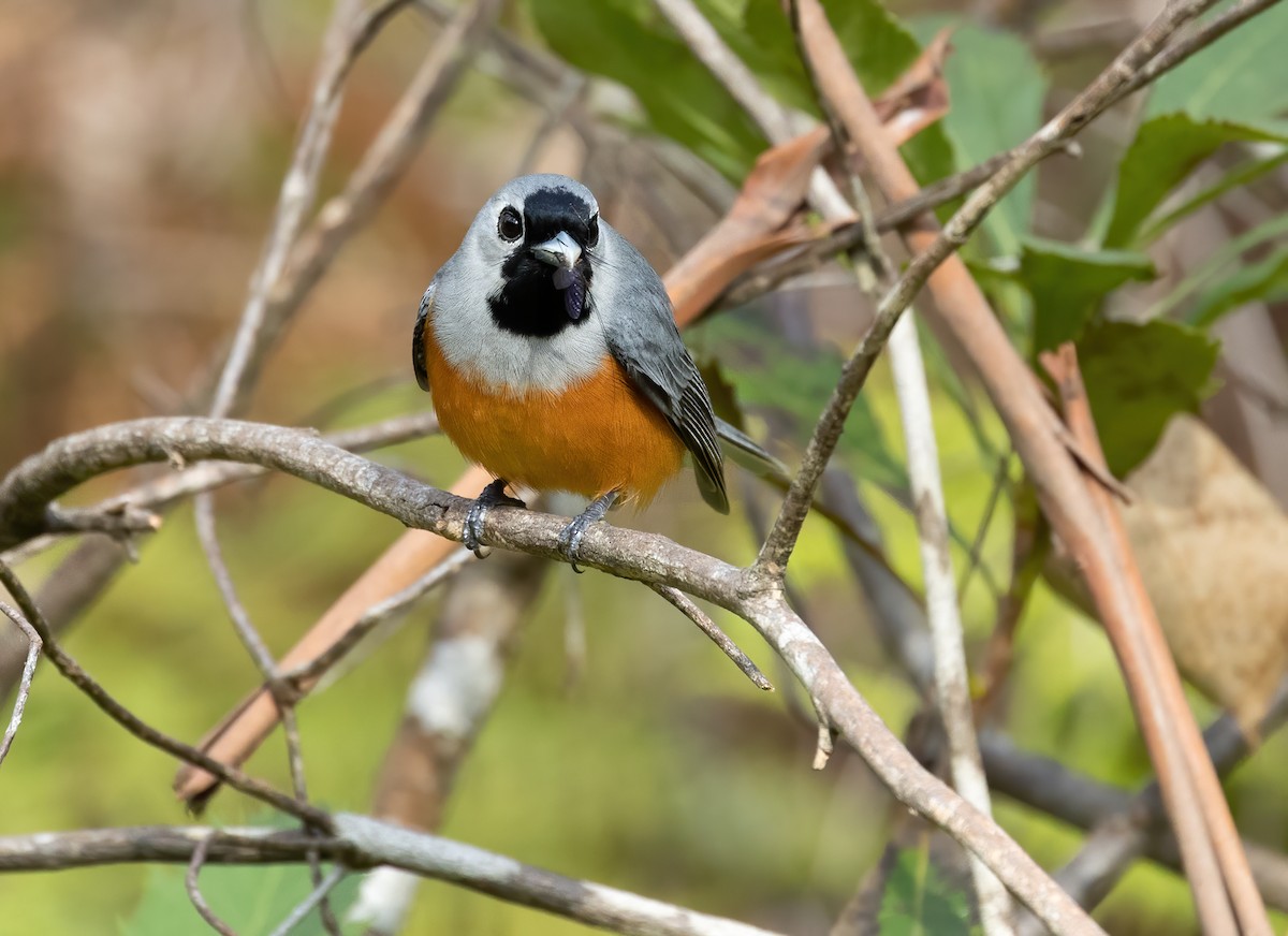 Black-faced Monarch - ML640012351