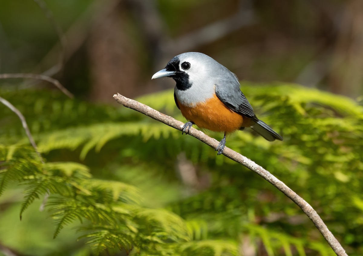 Black-faced Monarch - ML640012352