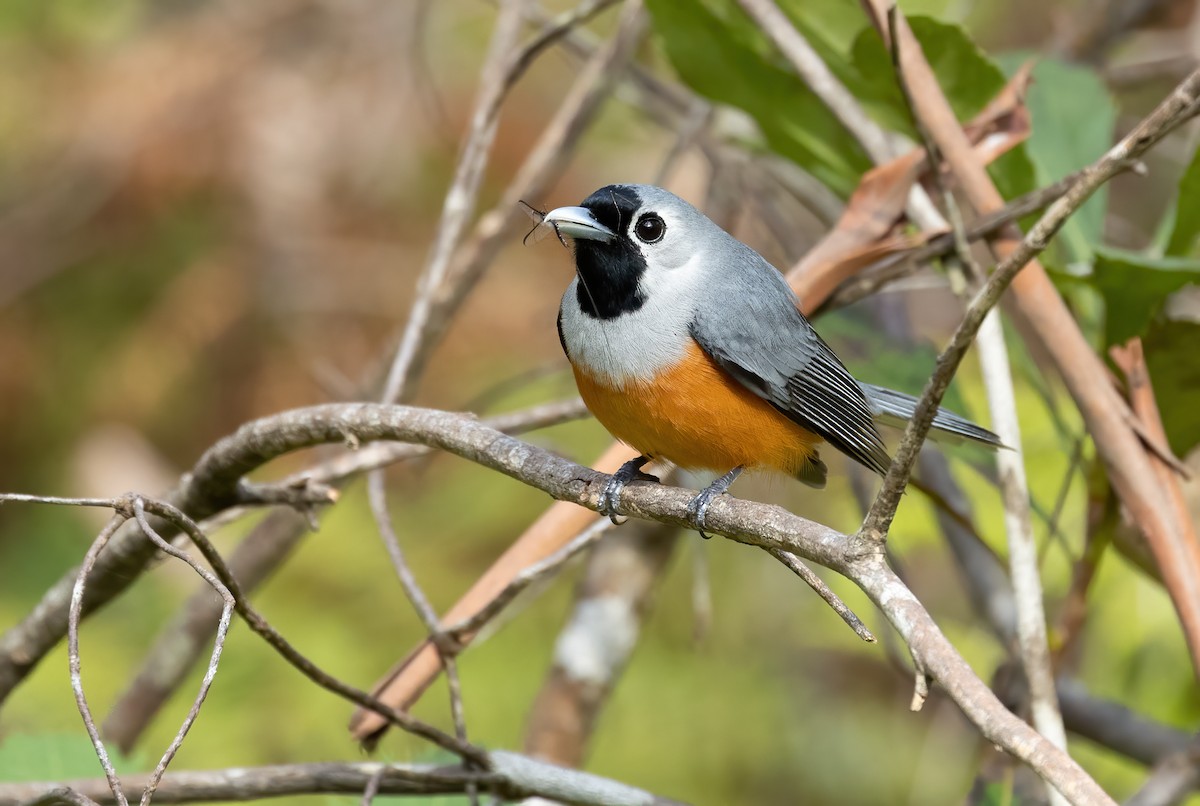 Black-faced Monarch - ML640012353