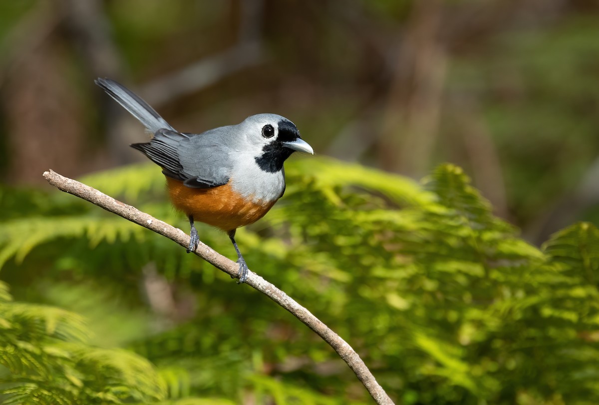 Black-faced Monarch - ML640012354