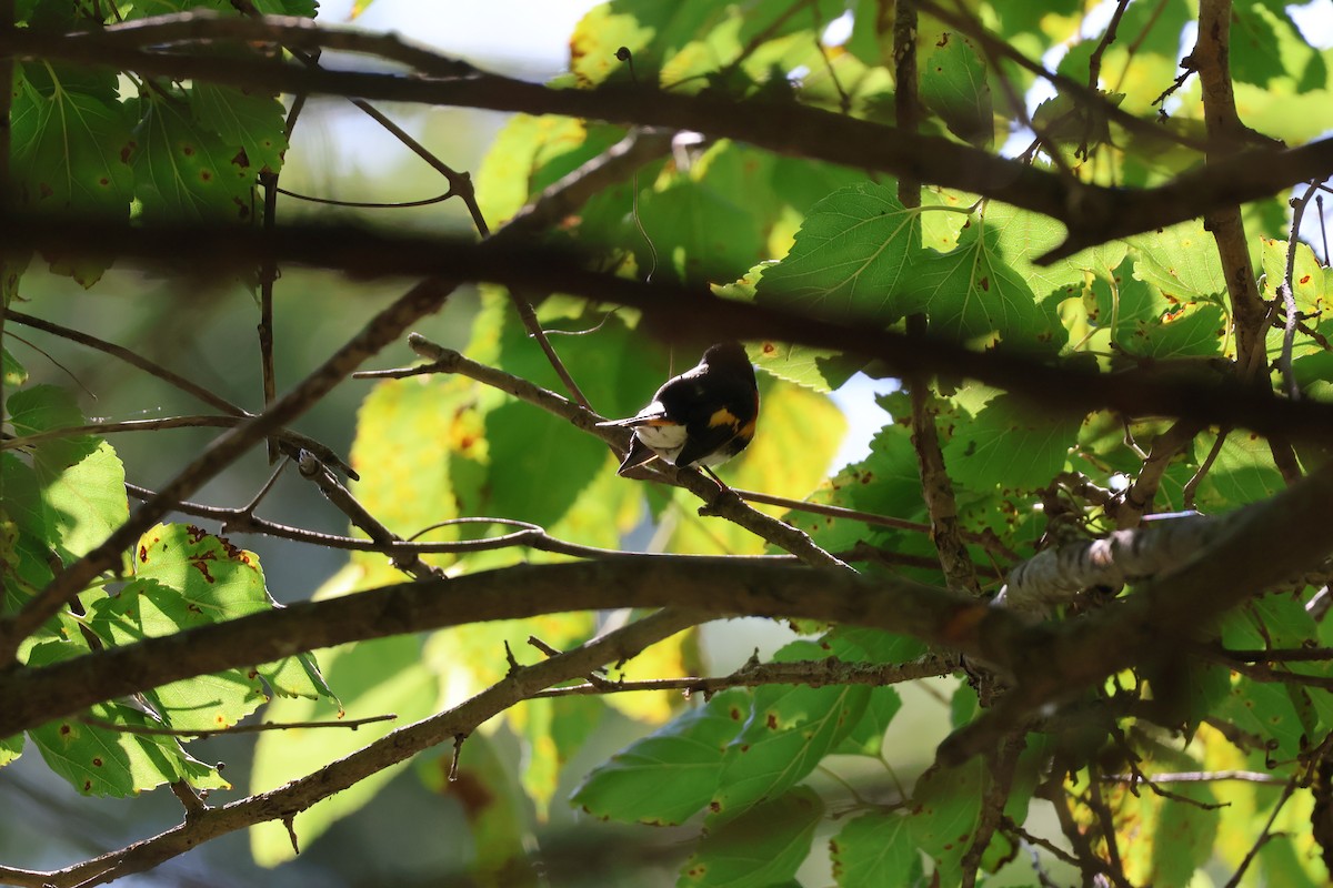 American Redstart - ML640012514