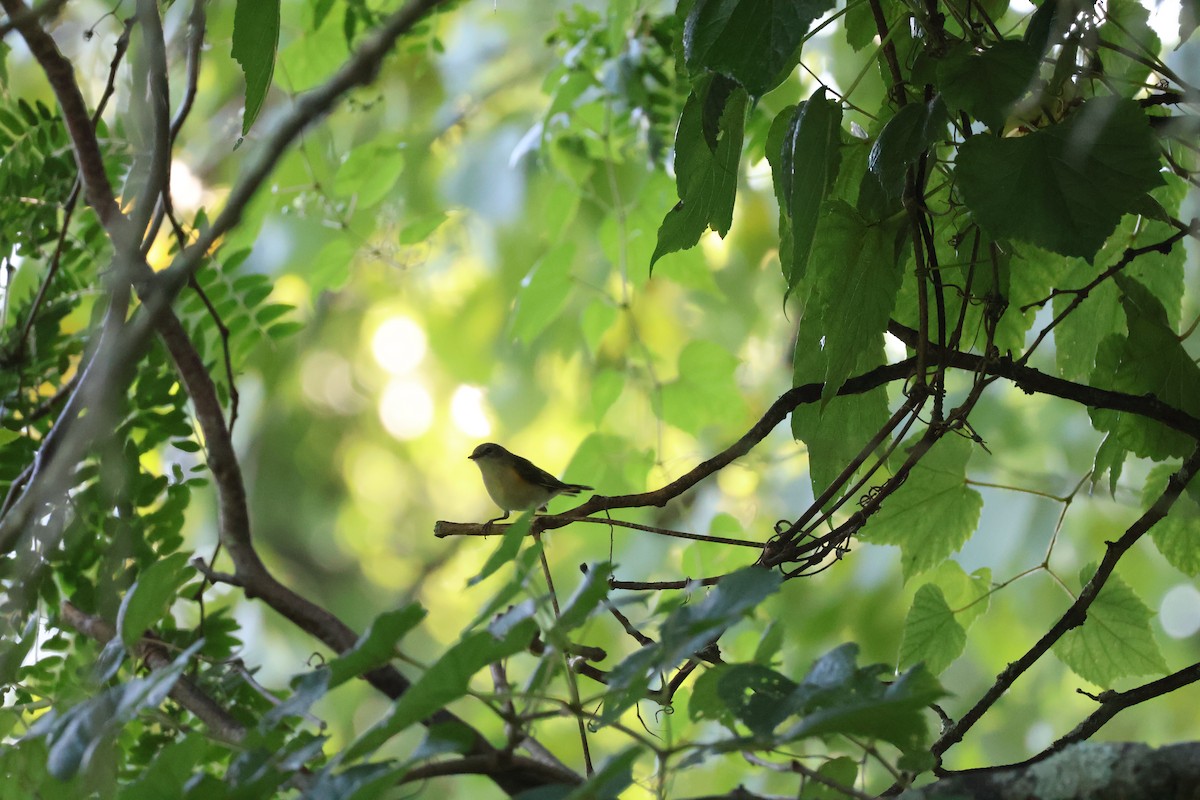 American Redstart - ML640012515