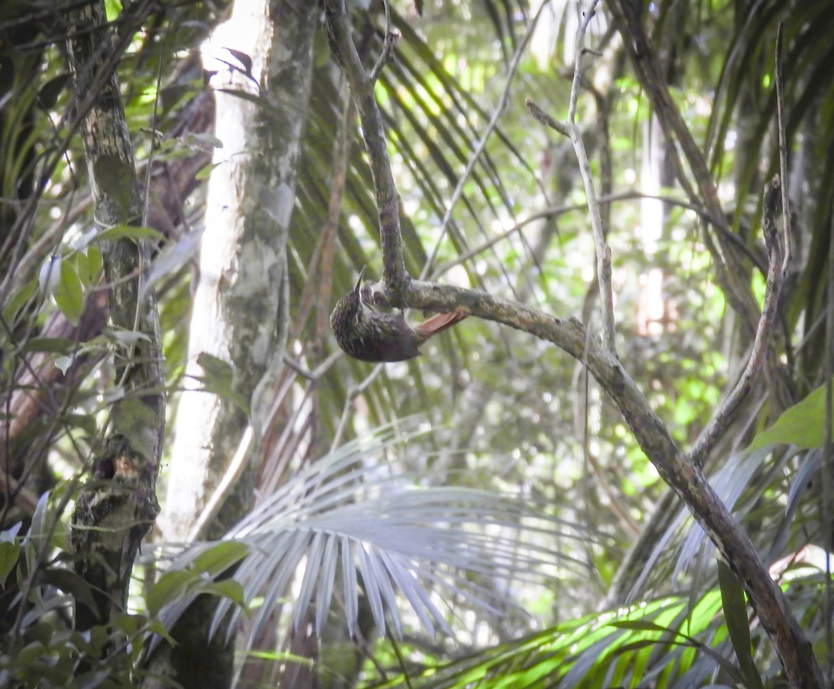 Lesser Woodcreeper - ML640012572