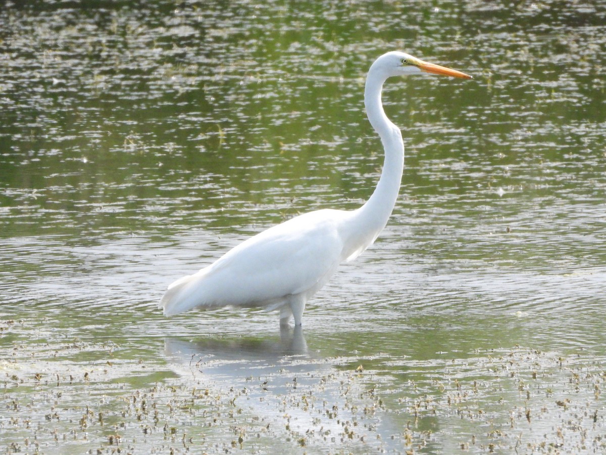 Grande Aigrette - ML640012587