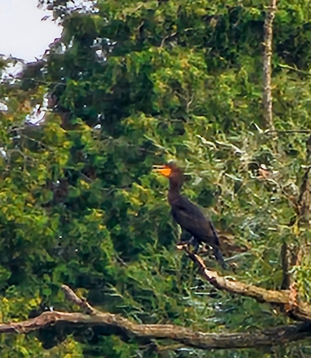 Cormoran à aigrettes - ML640012591