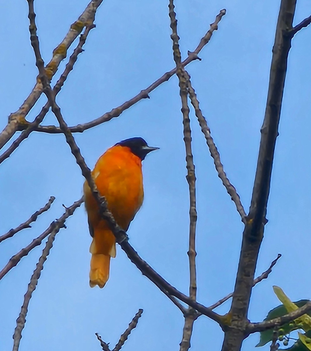 Oriole de Baltimore - ML640012605