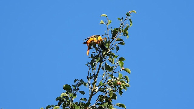 Orange Minivet - ML640012607