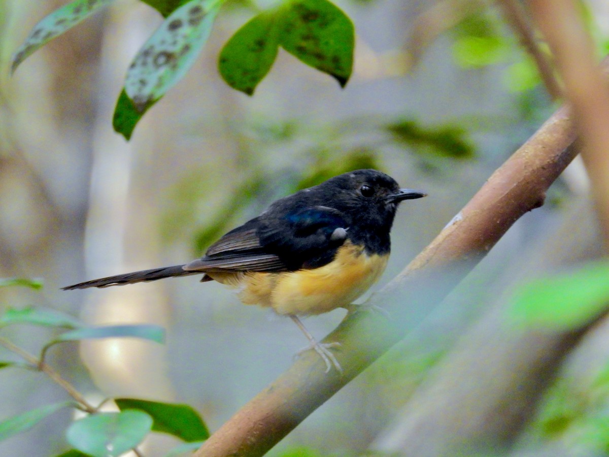 White-rumped Shama (White-rumped) - ML640012610