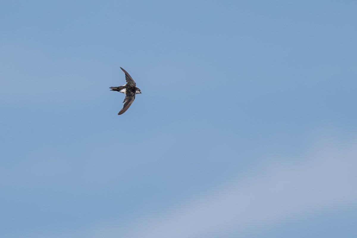 White-throated Swift - ML640012617