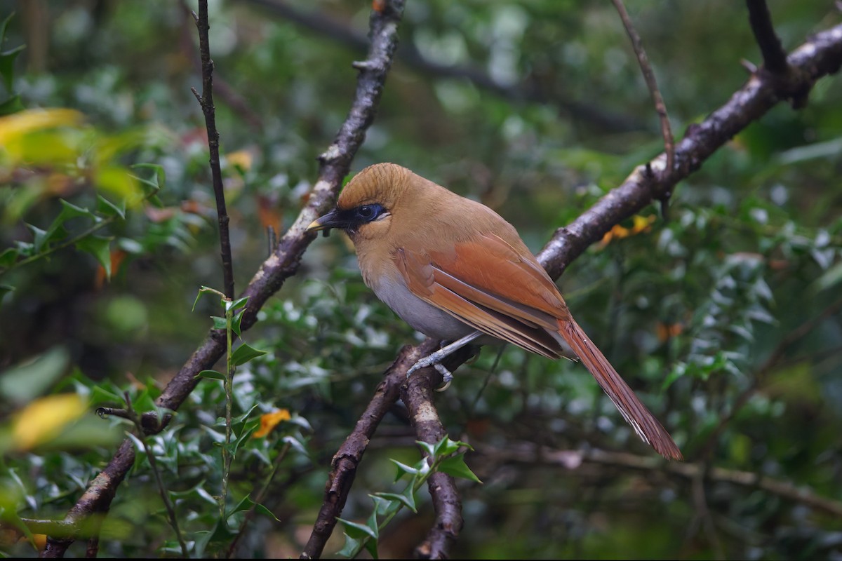 Buffy Laughingthrush - ML640012659