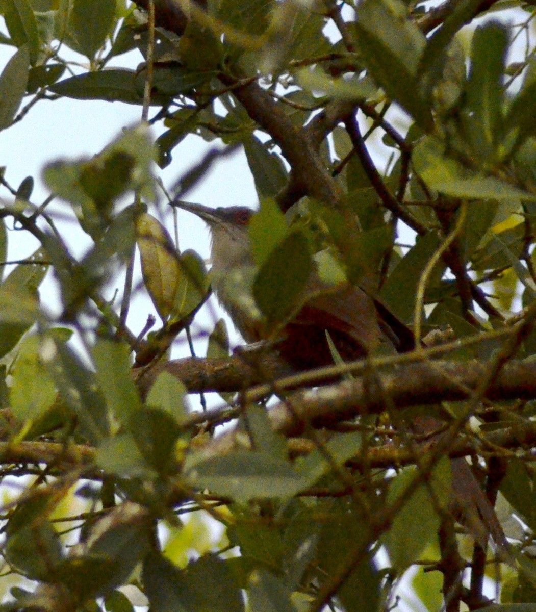 Great Lizard-Cuckoo - ML640012669